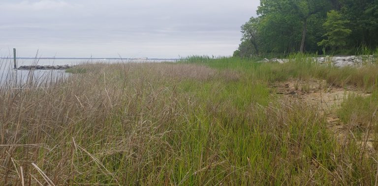 ThomasPointPark LivingShoreline 768x378