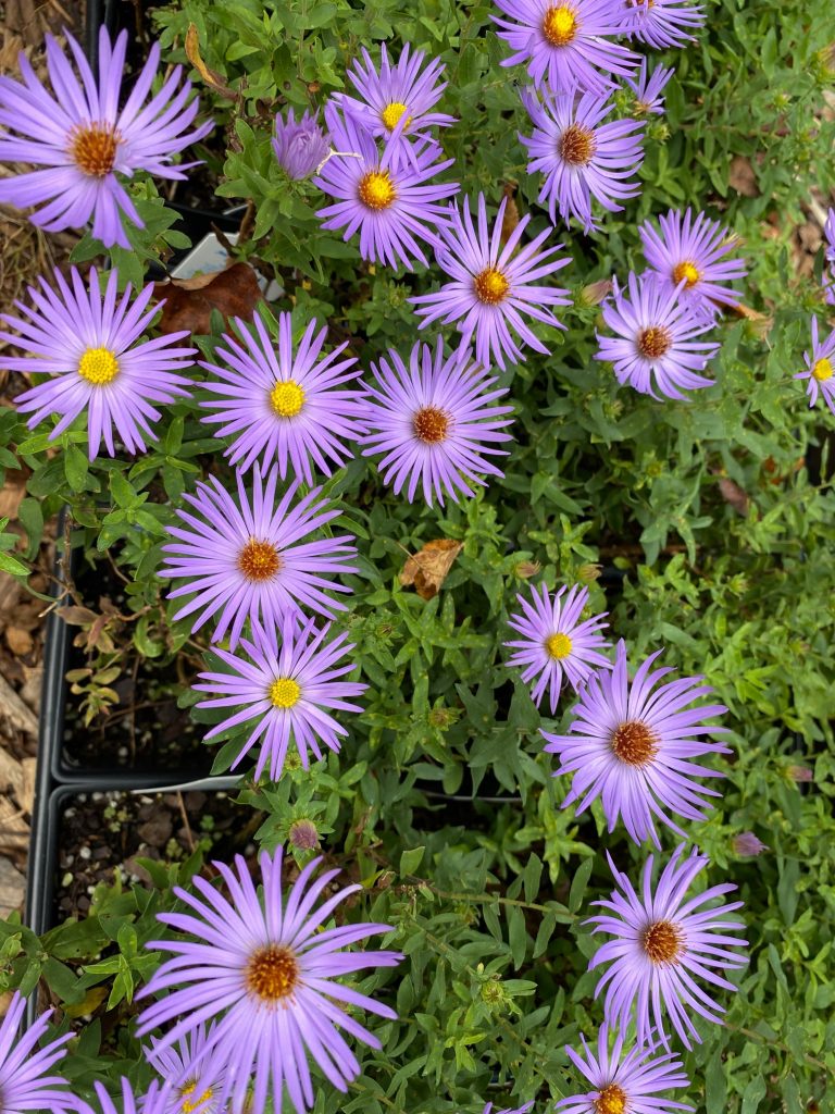 Aster 768x1024