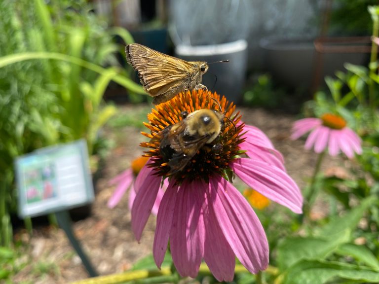 Coneflowerbutterflybee 768x576