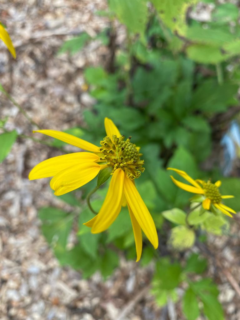 Cutleafconeflower 768x1024