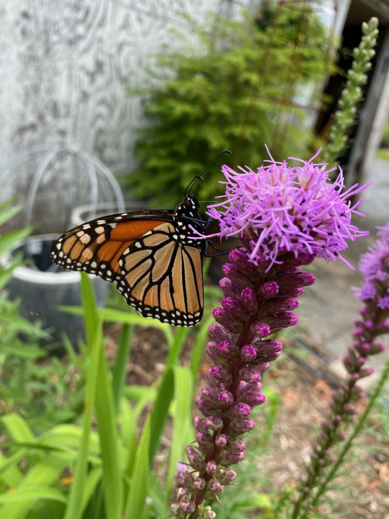 gayfeathermonarch 768x1024