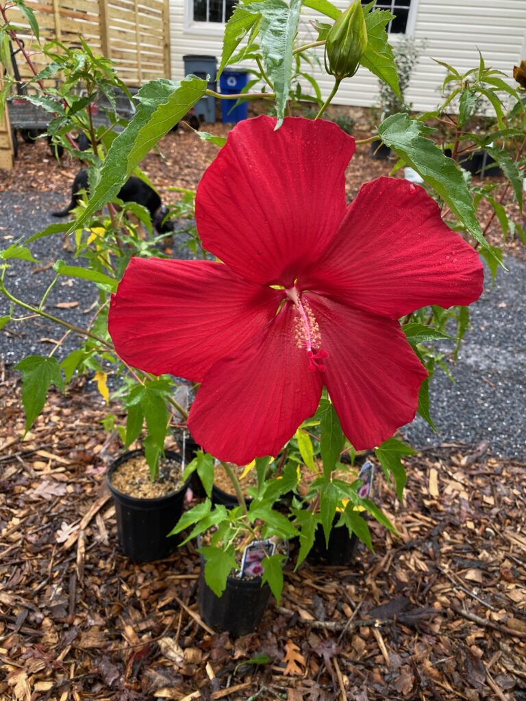 hibiscusflower 768x1024