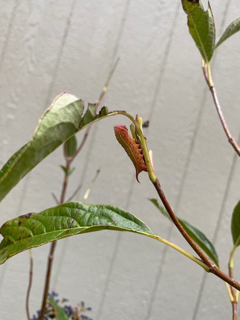 hummingbirdmothcat 768x1024