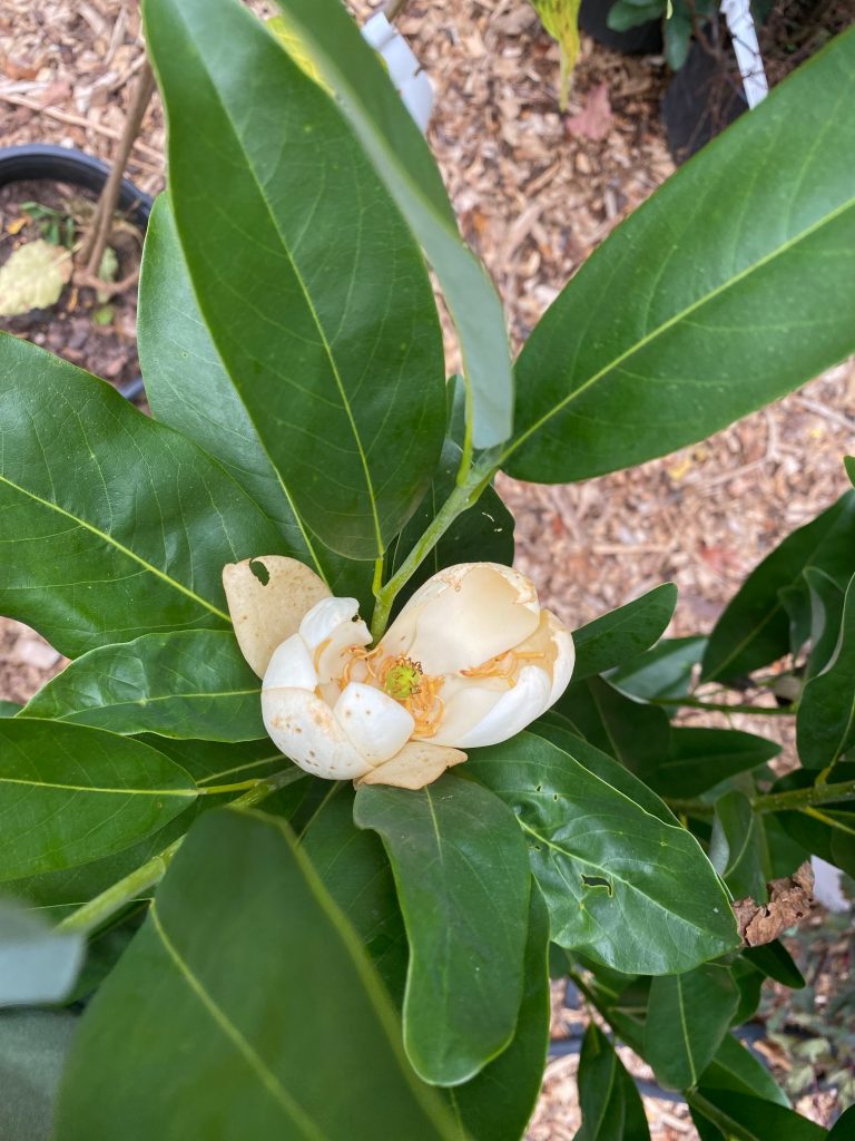 magnoliaflower 768x1024