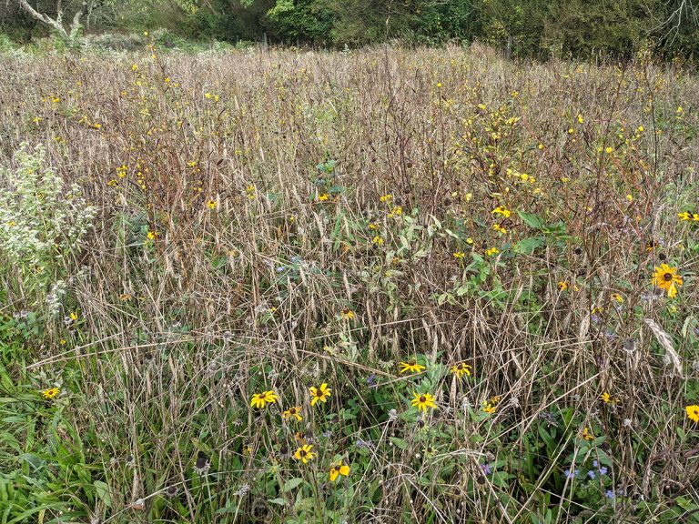 small meadow cblp site 768x576