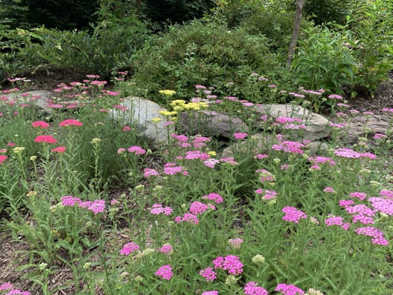 UNADJUSTEDNONRAW thumb 2e61 768x576