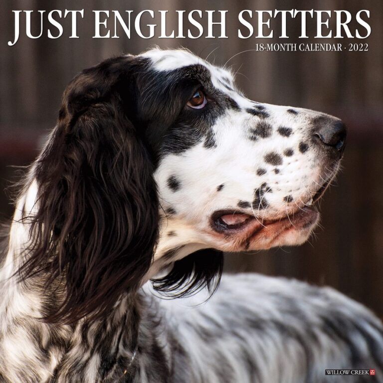 English Setters Coverpage 768x768