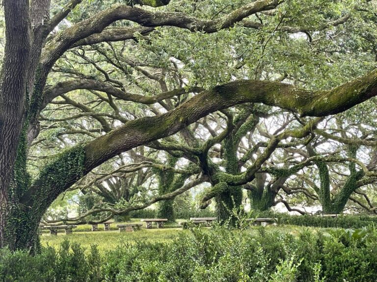 Live Oaks of LA 768x576
