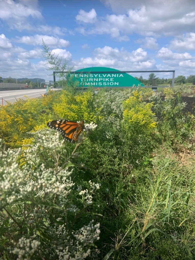 Monarch CAB 768x1021