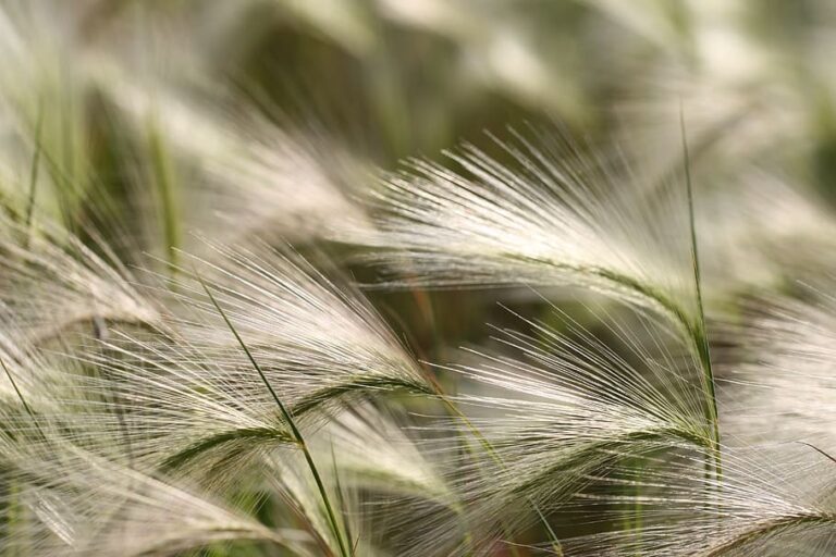 Nature Grain 768x512
