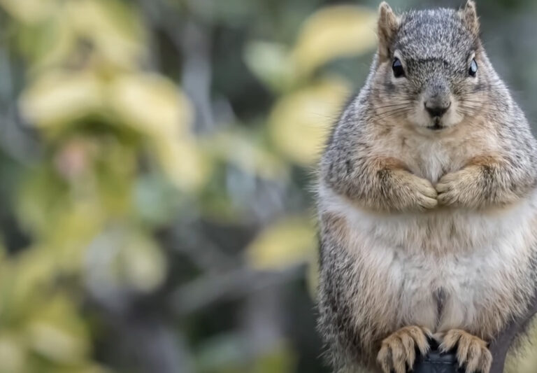 Squirrel 2 768x533