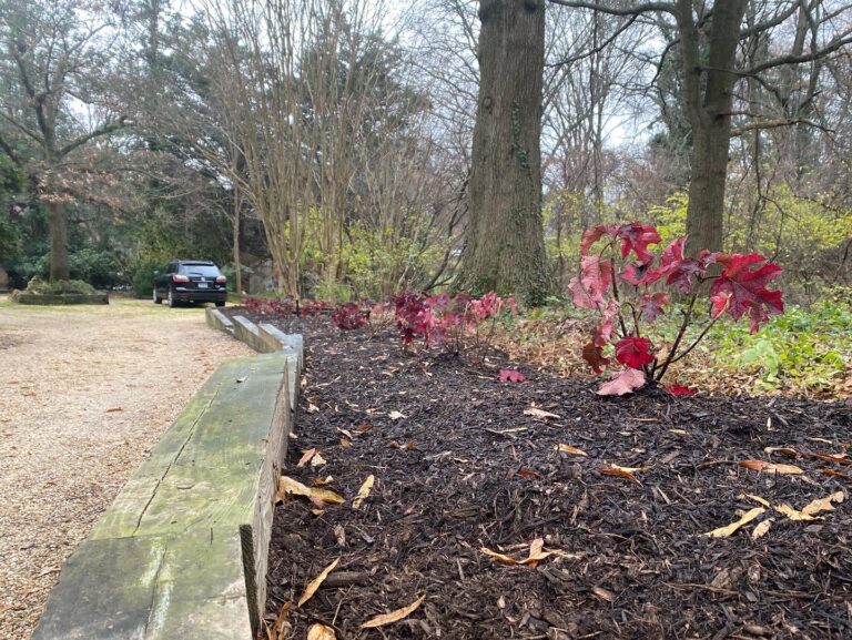 OakLeafHydrangea 768x577