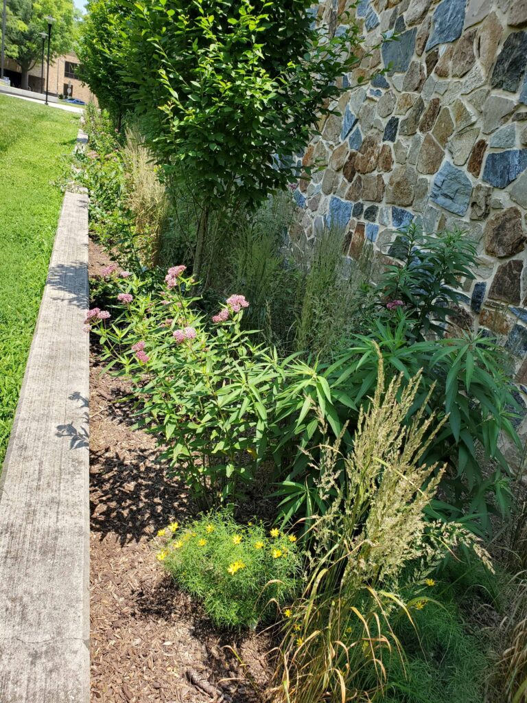 bioretention 768x1024