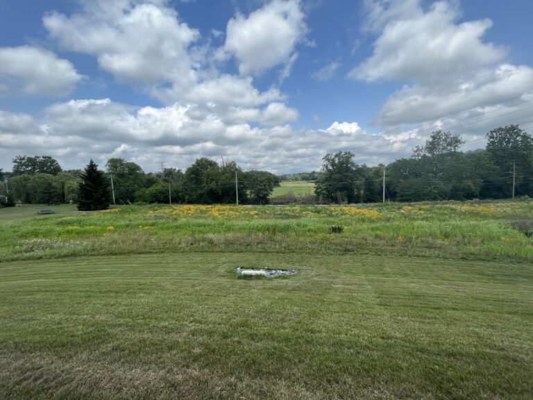 Martin Warehouse Browstown 2024 wildflower meadow Martin Warehouse Browstown 2024 wildflower meadow