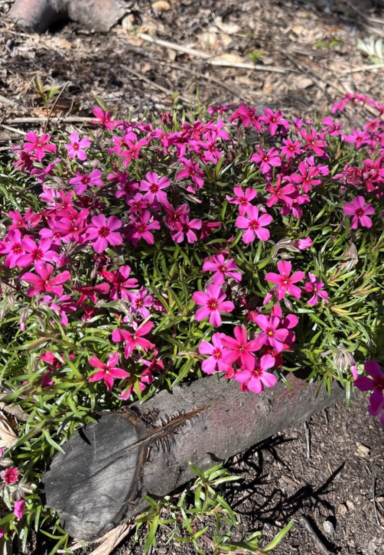 74A56EB9 E65B 4149 9F4B C9C5AB92F8DD 1 201 a Large 768x1110