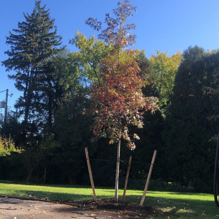 1BFD4C32 941A 43B4 ADC9 512039D15BB7 768x768