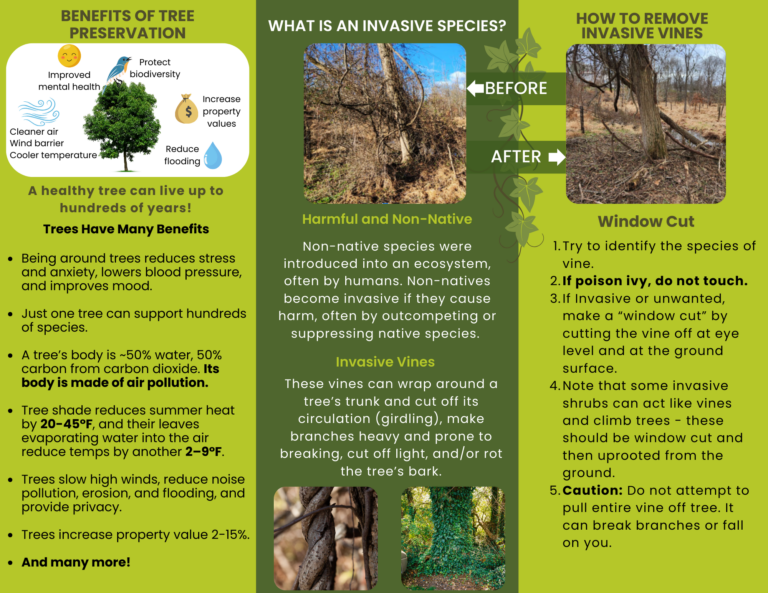 VistaEstatesTreeCare2 768x593