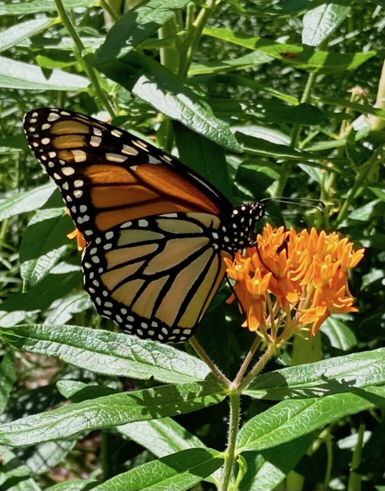 butterfly weed 768x979