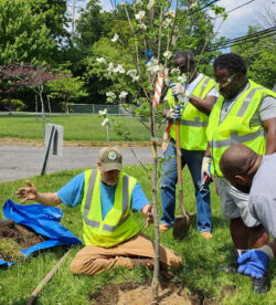 Tree Care Essentials for Public Works & Parks