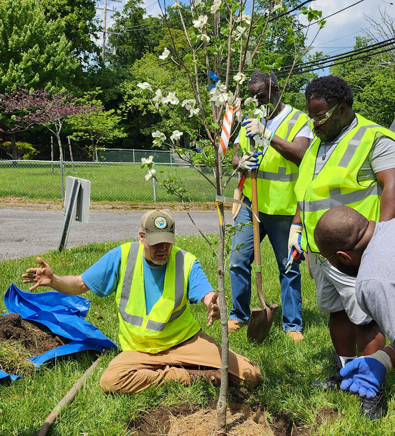landscape contractors planting a tree