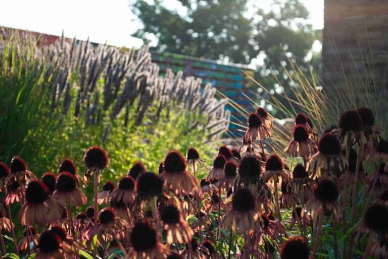 DSC1690 11zon 768x514