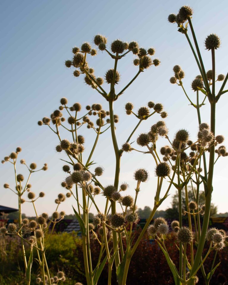 eryngium yuccifolium 4x5 11zon 768x960