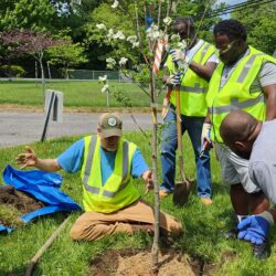 Tree Care Essentials for Public Works & Parks