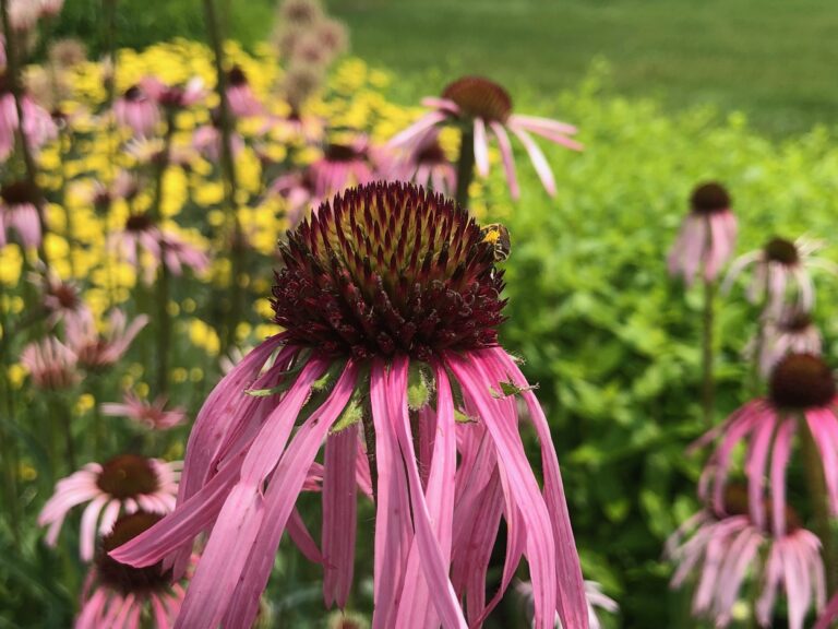 IMG 5163 002 768x576