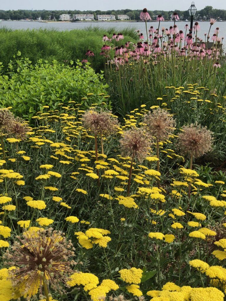 IMG 5170 002 768x1024