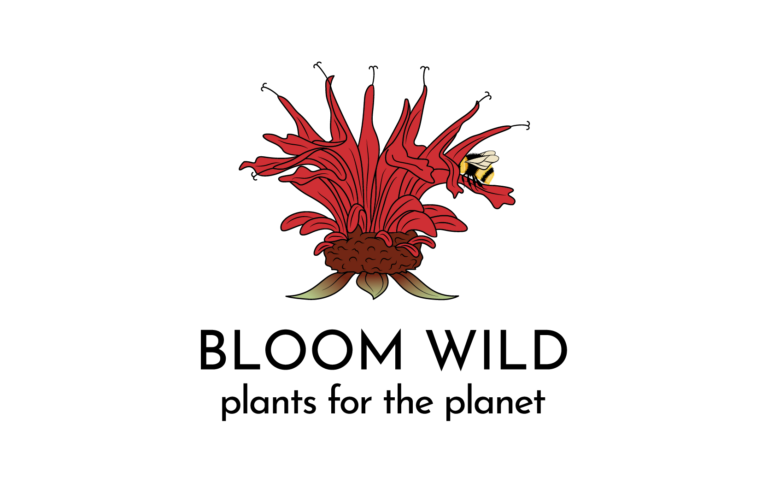 transparent 01 768x483