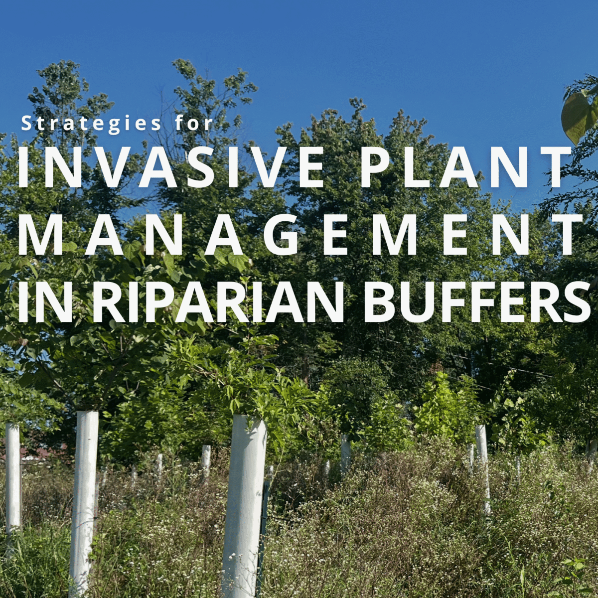 Strategies for Invasive Plant Management in Riparian Buffers