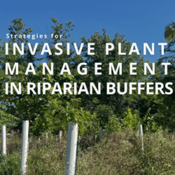 Strategies for Invasive Plant Management in Riparian Buffers
