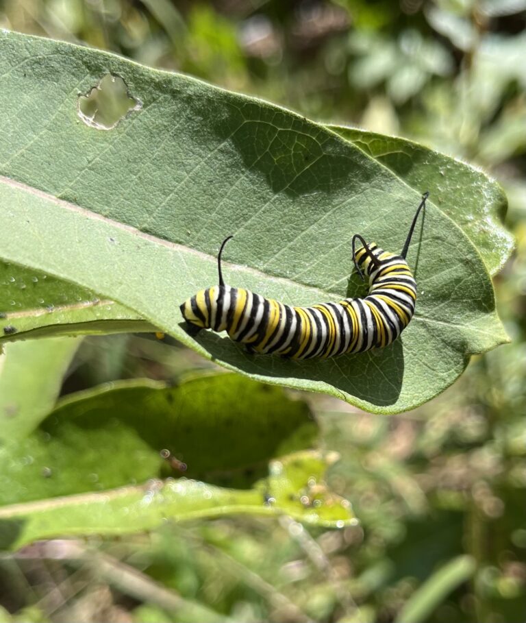 Monarch Butterfly
